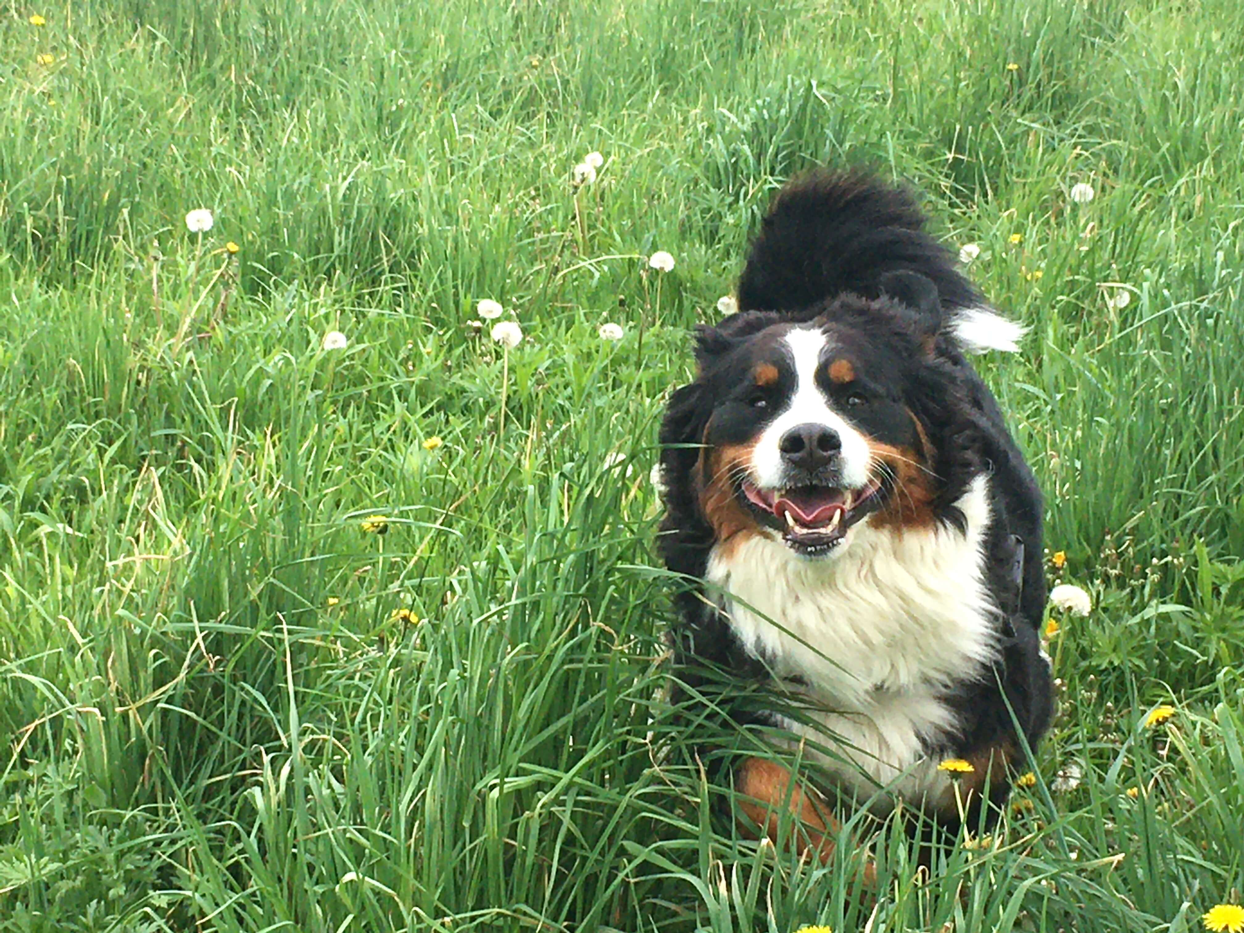 A picture of Mushu running in the field